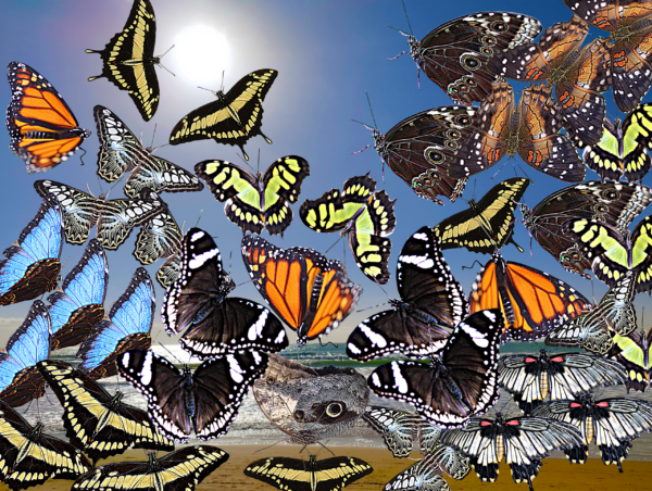 Assembramento di farfalle (3), en plain air (2)